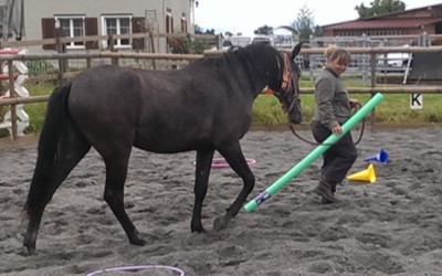 Train the Trainer Ausbildung - Coaching mit Pferden